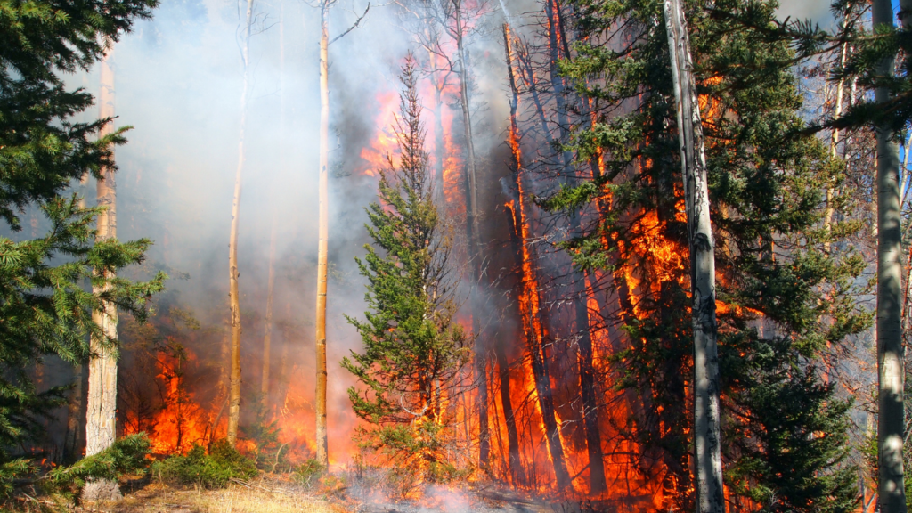 Read more on How Precast Concrete Can Safeguard BC Communities from Wildfires